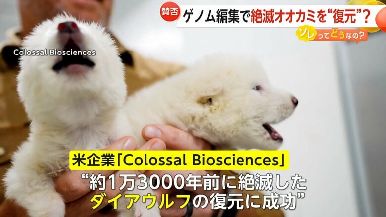 「夢がある」「神の領域」1万年以上前に絶滅したオオカミ蘇る！化石DNAからゲノム編集で復元に賛否…生命倫理や動物福祉の観点から疑問も｜FNNプライムオンライン