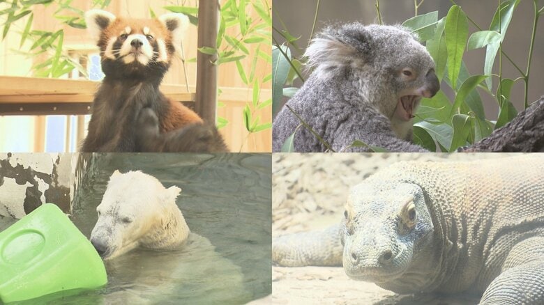 来園者が“清き3票”投じる…東山動植物園で伝統の『人気動物ベストテン』新人のコモドオオトカゲが上位を窺う｜FNNプライムオンライン