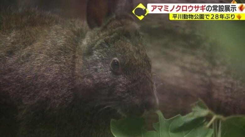 28年ぶり「アマミノクロウサギ」が平川動物公園で常設展示　“人と野生生物の関わり”考えるきっかけに【鹿児島発】｜FNNプライムオンライン
