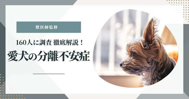 【獣医師監修】愛犬の分離不安症について160人に調査!原因と対策についても徹底解説