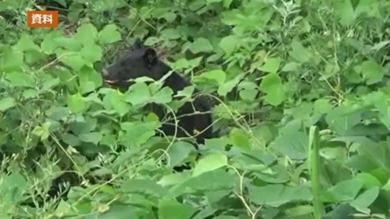 親子グマか…道路を横断するクマ3頭を目撃＜福島県柳津町＞｜FNNプライムオンライン