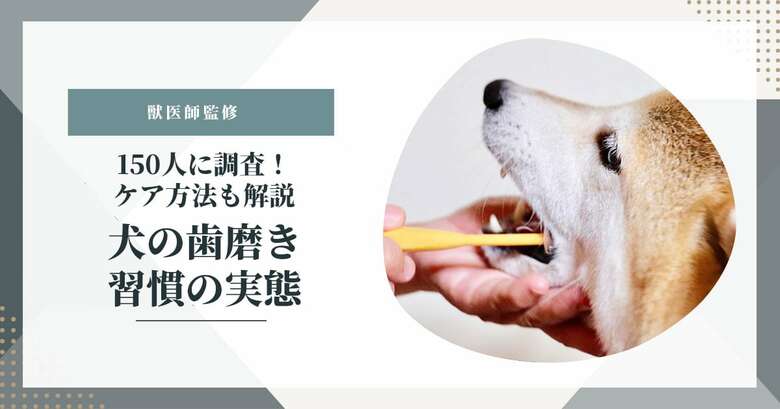 11月8日は「いい歯の日」 全国調査で判明 犬の歯磨きをほとんどしていない飼い主は約4割