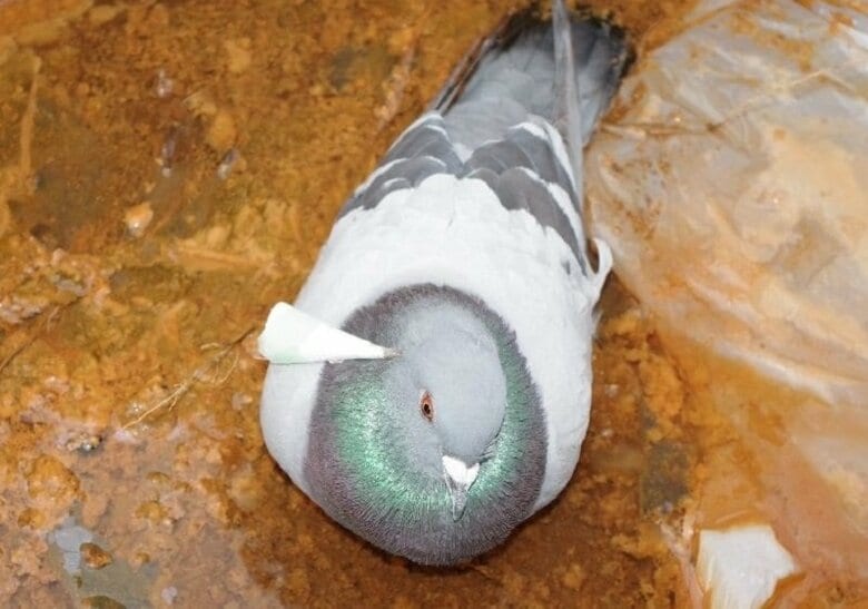 首に”クギ”が刺さったハト発見―長さ7.5センチ、紙で細工、1センチほどめり込む…道職員が抜き取り救助…何者が刺した可能性があるとみて警察が情報提供求める【旭川市の”矢”バトに続き】｜FNNプライムオンライン