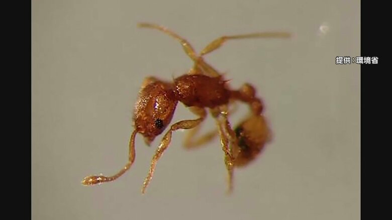 刺されると激しい痛み「コカミアリ」を国内初確認　岡山・倉敷市の港で貨物コンテナに　約30匹すべて殺虫処理済み｜FNNプライムオンライン