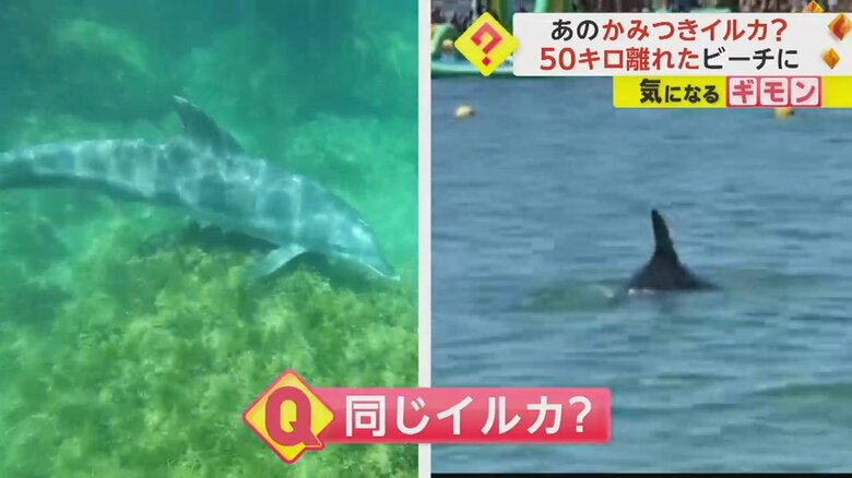 【かみつきイルカと同じ個体？】福井市の海水浴場に野生のイルカ　海水浴客と数メートルの距離　美浜町のビーチから移動か｜FNNプライムオンライン
