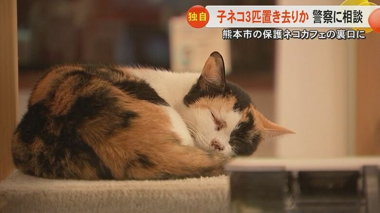 【独自】「過失だろうけど犯罪だと思う」置き去りにされた箱の中で子ネコ3匹が死ぬ　保護ネコカフェの防犯カメラには置き去りにした人物が｜FNNプライムオンライン