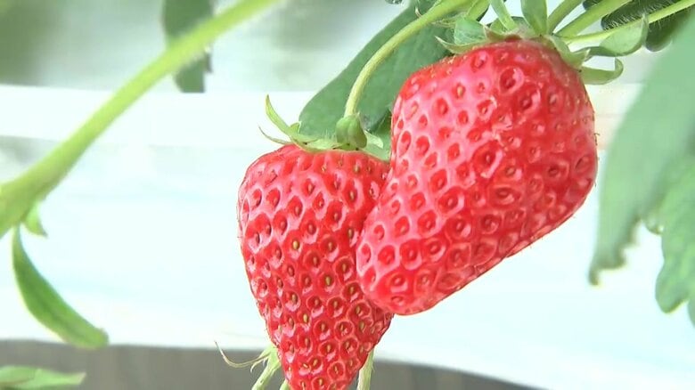シーズン到来「イチゴ狩り」　家族連れなどでにぎわう　岩手県北上市｜FNNプライムオンライン