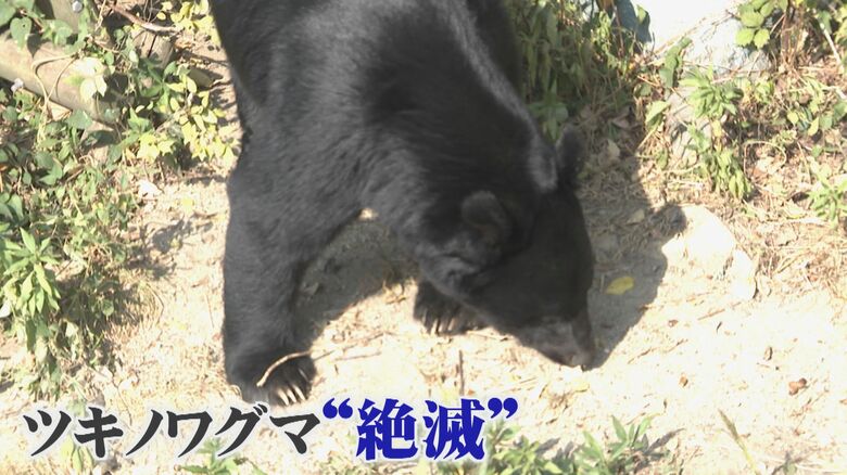 【九州のクマ、絶滅は本当？】福岡の隣県・山口でも出没相次ぐ　クマは海を渡るのか…「九州上陸」の恐れに迫る｜FNNプライムオンライン