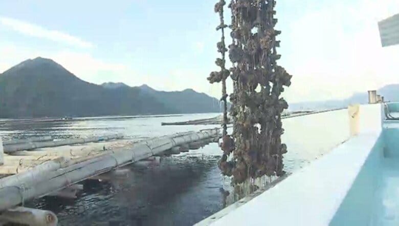 「カキがなくなった」養殖カキがイカダから盗まれた可能性　海上保安部がパトロール強化　広島・廿日市市｜FNNプライムオンライン