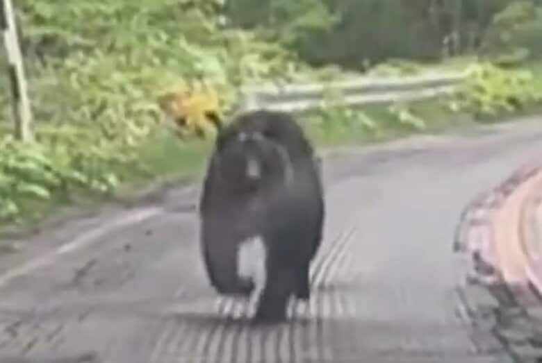 「待って、怖い！」クマが車に“突進”　いったん茂みに消えるも…再び現れ、さらに追走　北海道で目撃相次ぐ｜FNNプライムオンライン