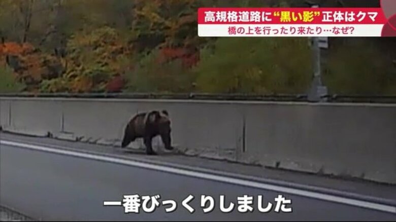 道路上の「黒い影」はクマ　クルマ動けず緊迫の現場…北海道全体で分布拡大　市街地に出没｜FNNプライムオンライン