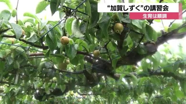 石川県が開発したブランド梨・加賀しずくの講習会…7月下旬から8月頃に出荷始まる｜FNNプライムオンライン