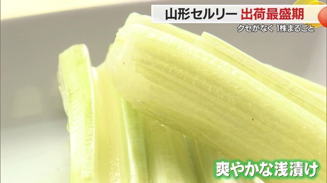 山形セルリー浅漬け