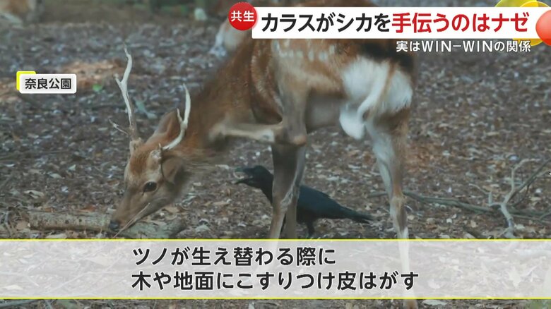 奈良公園のカラスとシカ