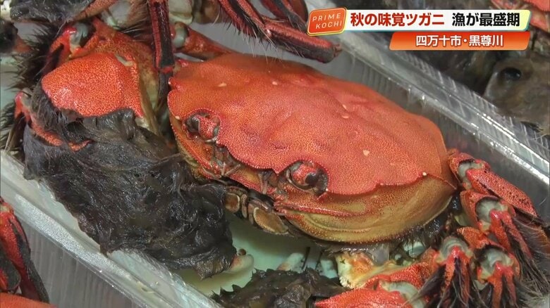 道の駅「よって西土佐」で販売されているツガニの塩ゆで