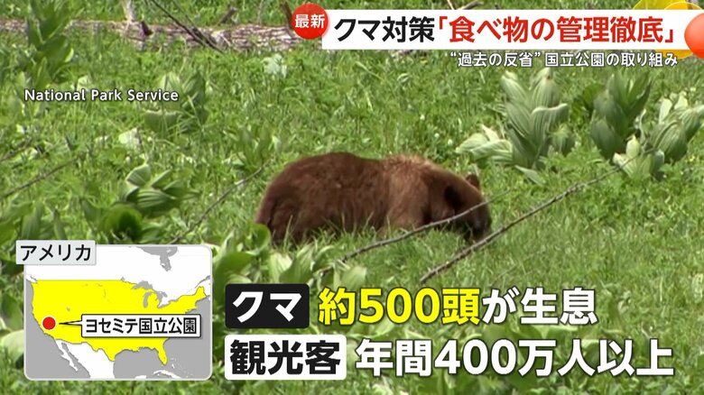約500頭のクマ（アメリカクロクマ）が生息するヨセミテ国立公園（アメリカ・カリフォルニア州）