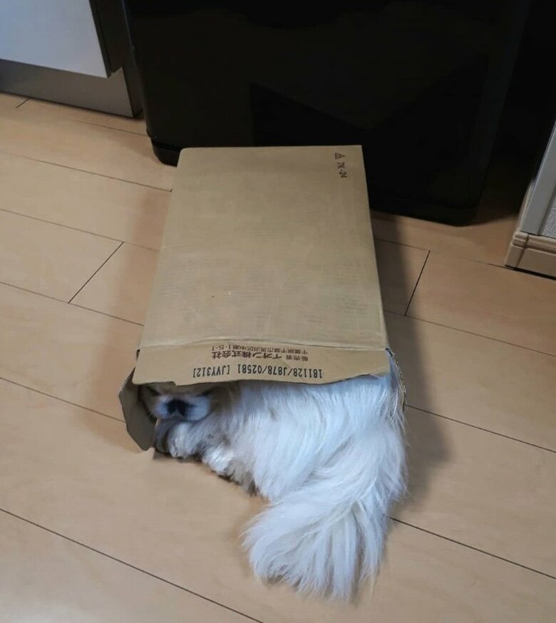 提供：うにたんさん