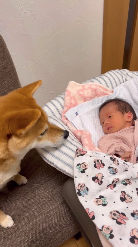 提供：柴犬 むぎさん
