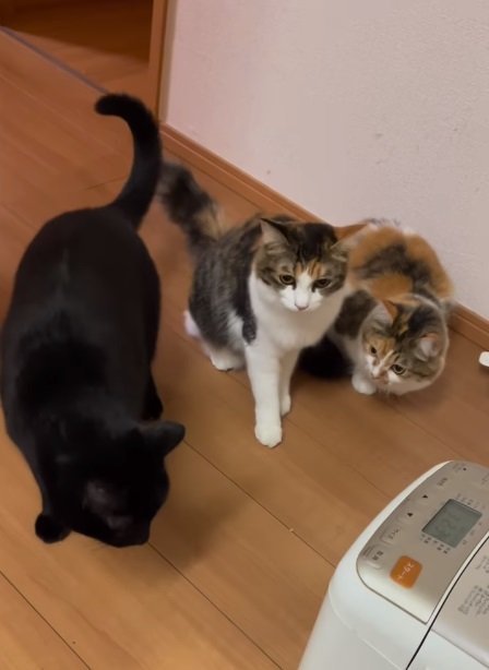 あずきくんにチャチャちゃんからの熱視線が