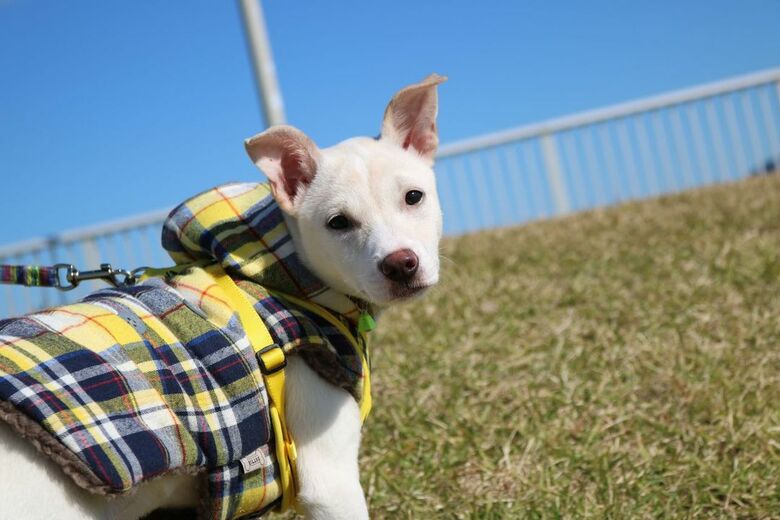 提供：柴犬ハル&雑種すずさん