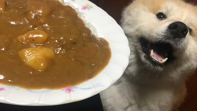 夕ご飯チェック