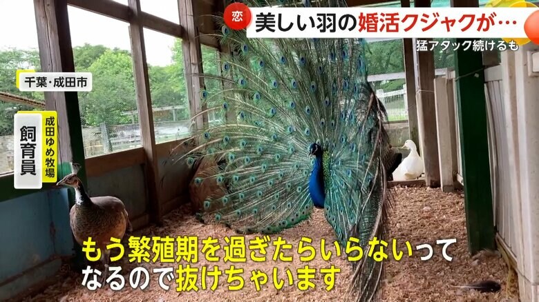 繁殖期には「飾り羽」を広げて求愛する