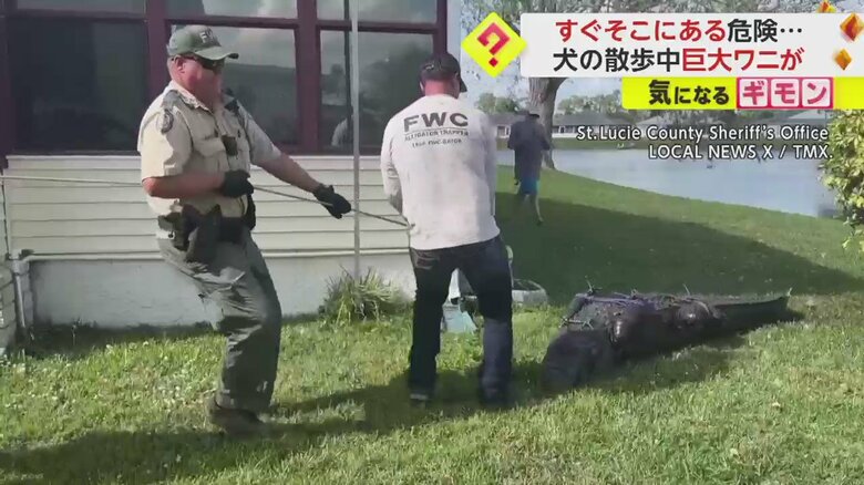 捕獲され、引きずられるワニ