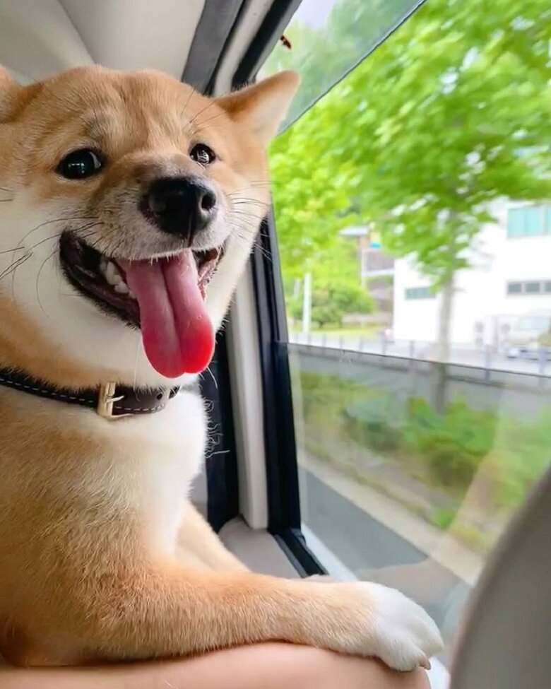 ドライブ