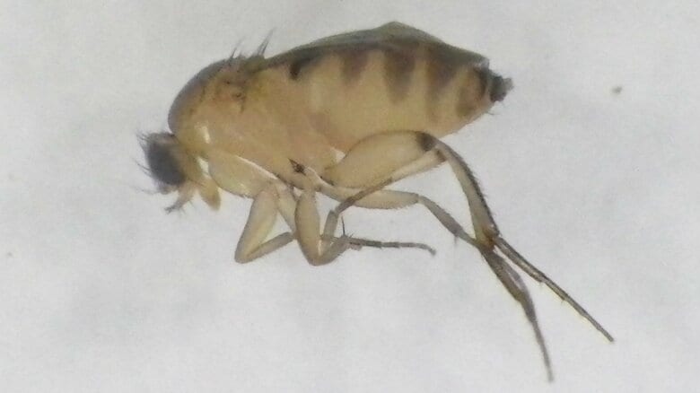 ノミバエ（画像提供：著者本人）