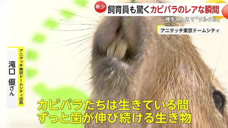 じつは棒回しはカピバラの歯磨き（提供：rie.cappy）