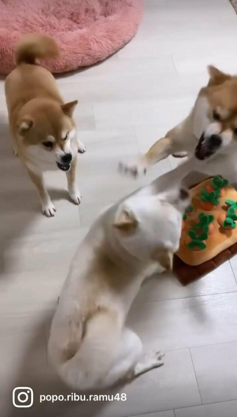 提供：柴犬ポポ(7)リブ(4)ラム(4)さん