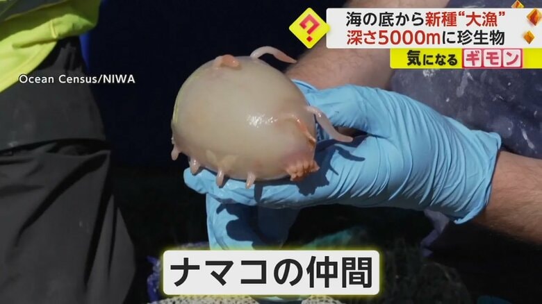 海底で見つかったナマコの仲間
