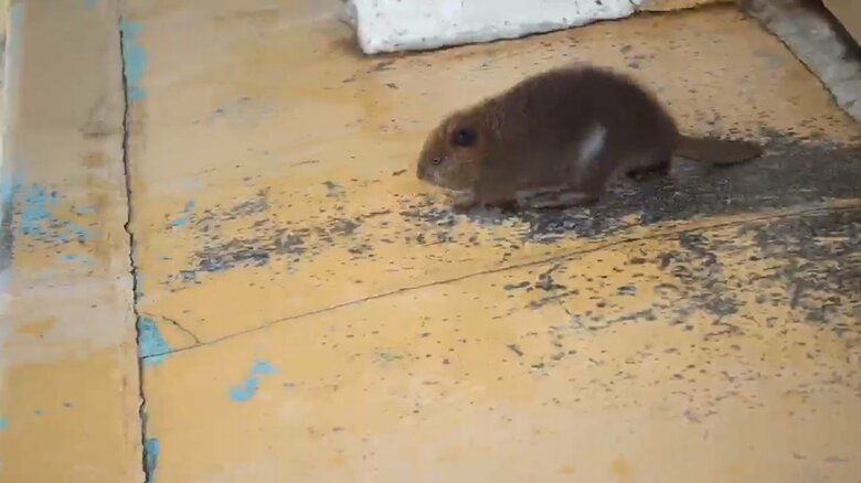 画像提供：甲府市遊亀公園附属動物園