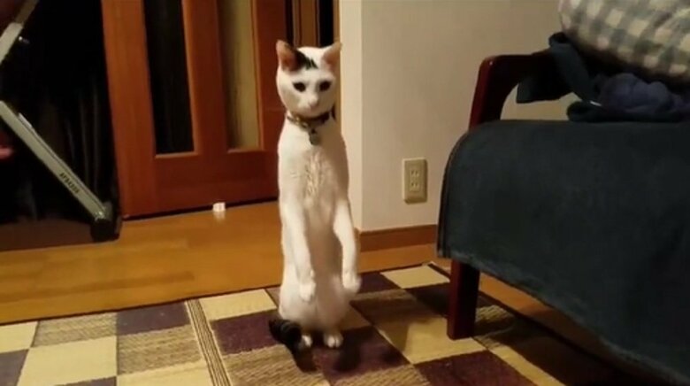 スッと立ち上がる豆大福くん