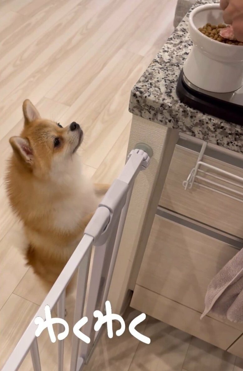 新しいエサにわくわく