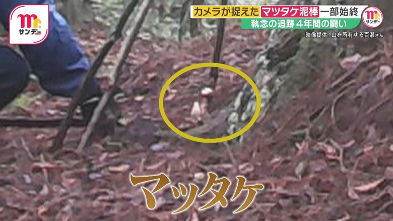 狙われたマツタケ