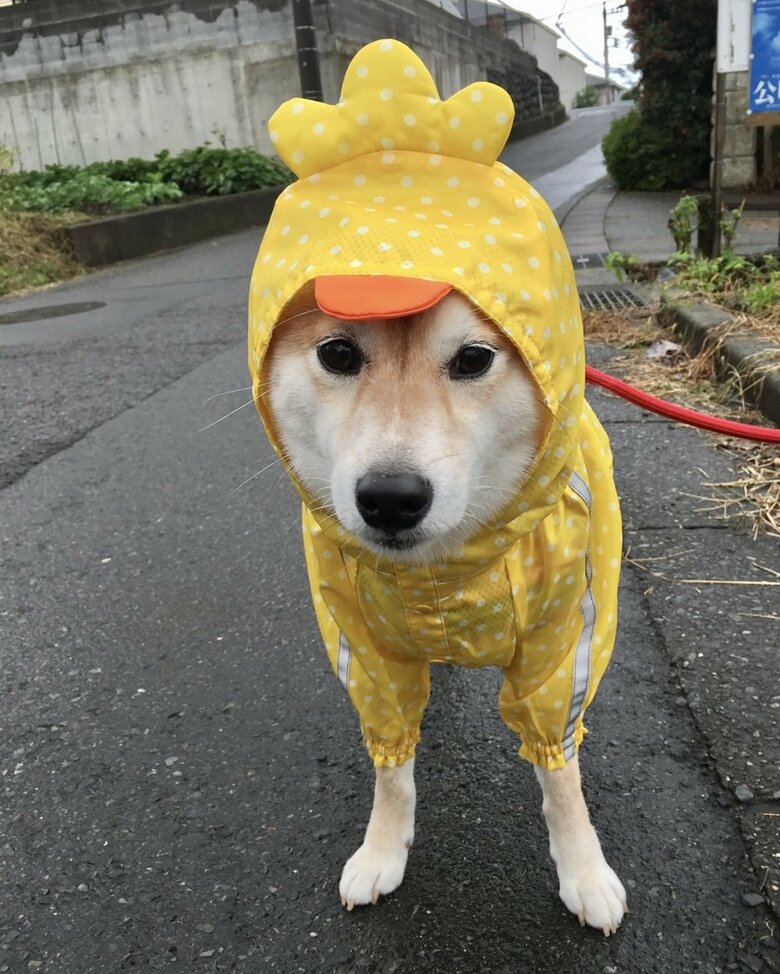 雨の日の散歩は苦手