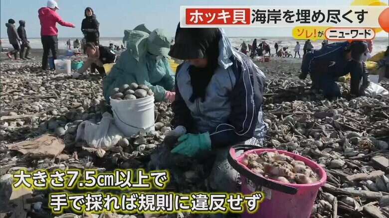 7.5cm以上なら手で取れば北海道の規則に違反しないというホッキ貝