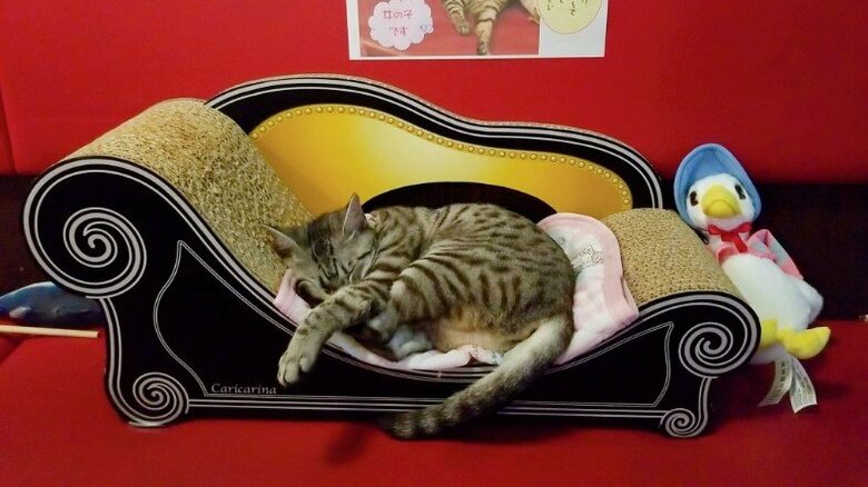 「私、接客いたしません」