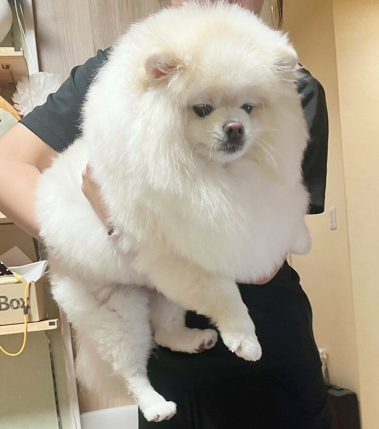 スンとした表情