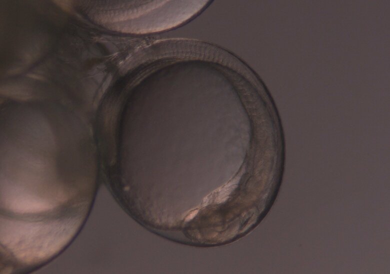 サンマ卵内発生過程3日目（画像提供：アクアマリンふくしま）