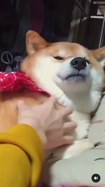 提供：柴犬スティーブch【コーギーと猫を添えて】さん