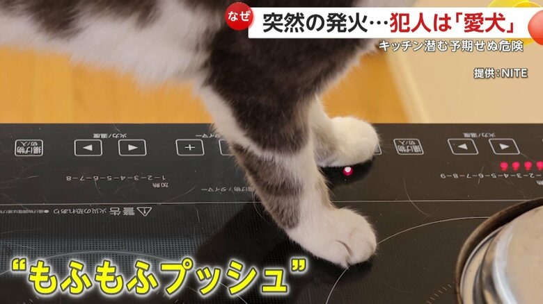 ペットによる“もふもふプッシュ”は珍しくないという