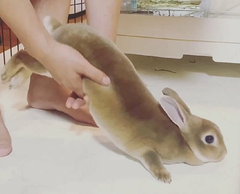 触られたいモードのときは“されるがまま”になる