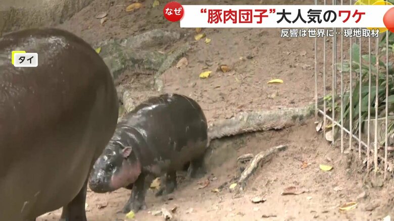 母親のうしろを歩いているムーデン（提供：Khao Kheow Open Zoo）