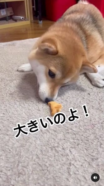 提供：柴犬ゆきちゃん