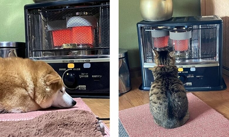 ストーブのぬくもりを満喫している2匹