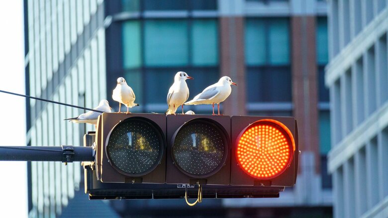 鳥の鳴き声が聞こえる信号機が目立つ（画像はイメージ）