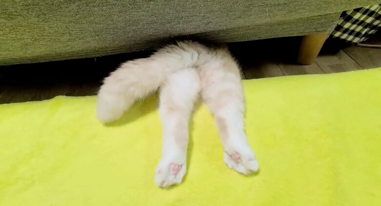 犬に怒られてソファに挟まったじゅんちゃん（提供：犬と猫の親バカ日記さん）