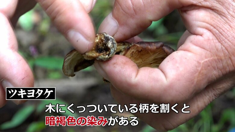 中心部が暗褐色なのが特徴